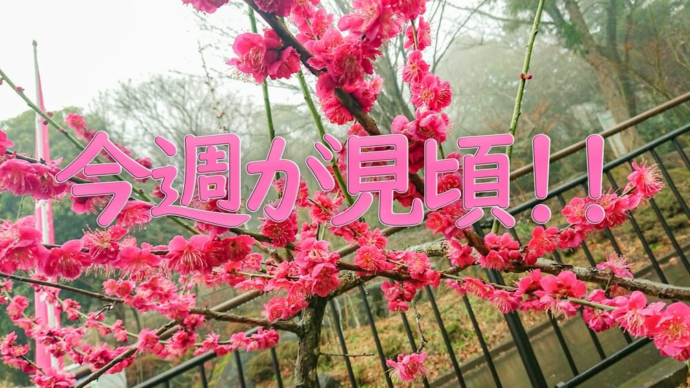 2019筑波山梅まつり見頃top